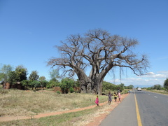 Adansonia digitata