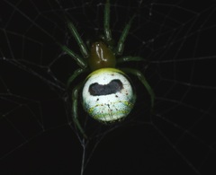 Bijoaraneus mitificus