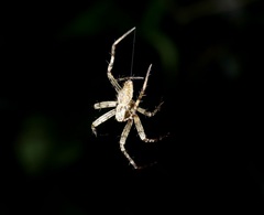 Neoscona menghaiensis