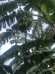 Musa × paradisiaca