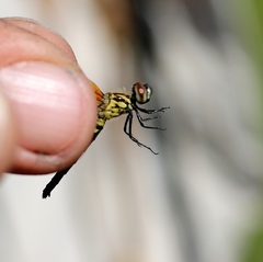 Nannothemis bella