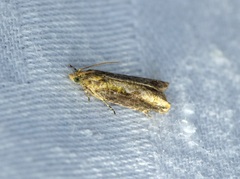 Dicephalarcha herbosa