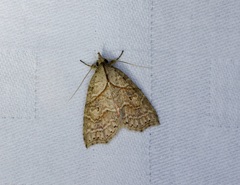 Olulis puncticinctalis