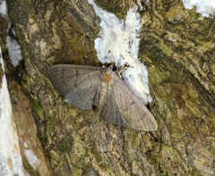 Omiodes pernitescens