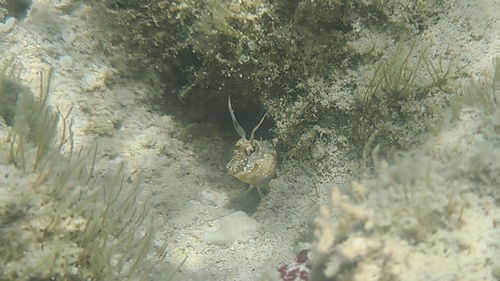 Hirculops cornifer observed 2024-07-11