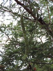 Vachellia nilotica subsp. kraussiana image