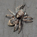 Asiatic Wall Jumping Spider - Photo no rights reserved, uploaded by Zygy