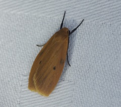 Paralithosia shaowuica
