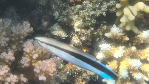 Bluestreak Cleaner Wrasse — seen at this dive site