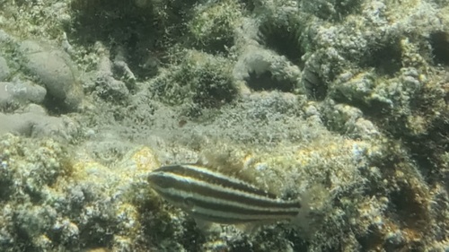Indian Bullethead Parrotfish — seen at this dive site