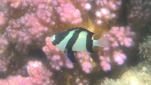 Indian Ocean Humbug — seen at this dive site