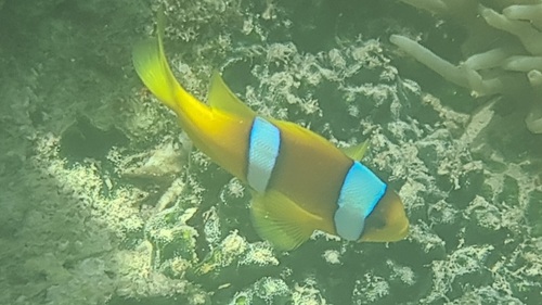 Red Sea Anemonefish — seen at this dive site