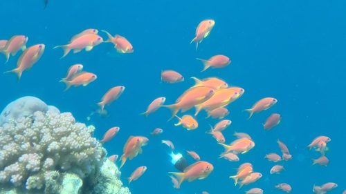 Lyretail Anthias — seen at this dive site