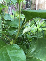 Physaleae