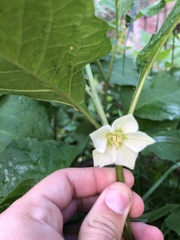Physaleae