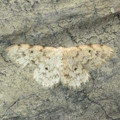 Scopula plantagenaria