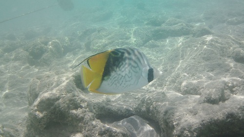 Threadfin Butterflyfish — seen at this dive site