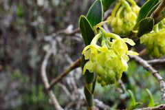 Epidendrum zipaquiranum