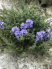 Campanula versicolor
