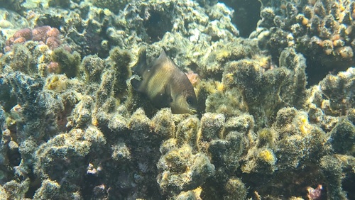 Dusky Gregory — seen at this dive site