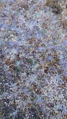 Eryngium creticum