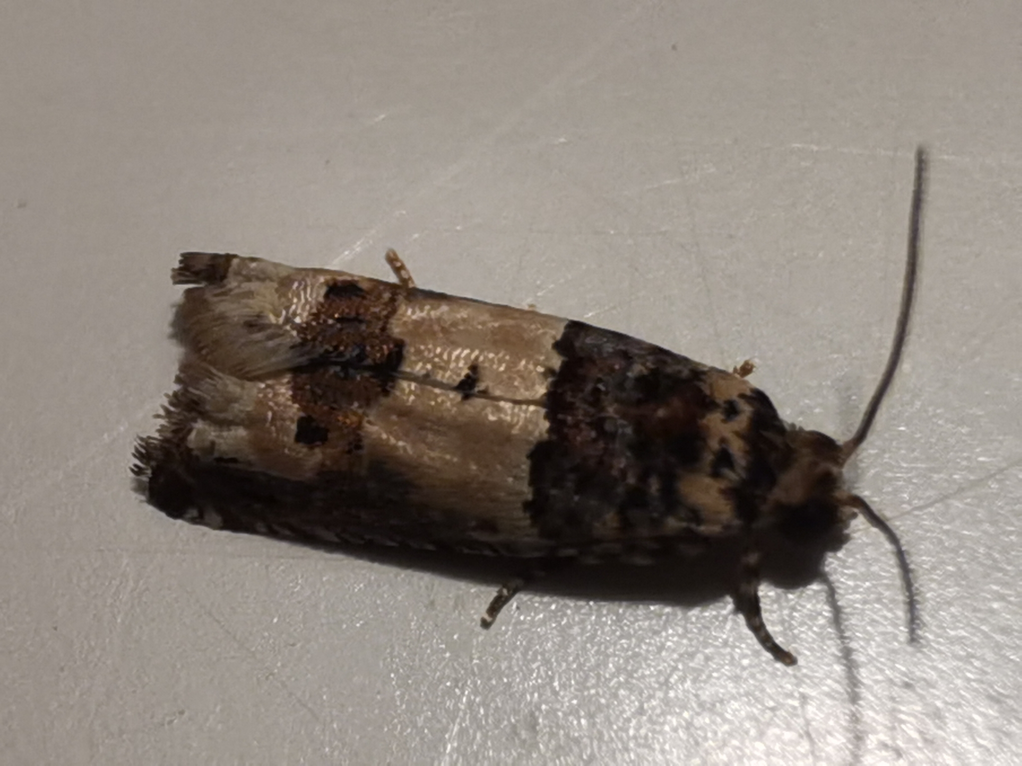 Epinotia thapsiana