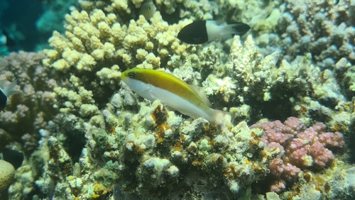 Freckled Hawkfish — seen at this dive site