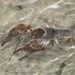 Atlantic Slope Crayfish - Photo (c) Ty Smith, some rights reserved (CC BY-NC), uploaded by Ty Smith