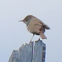 Salpinctes obsoletus