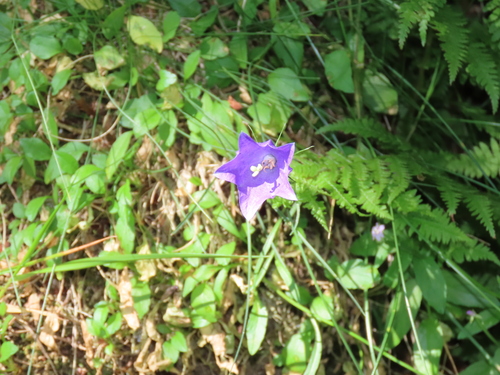 Image of Campanula herminii by (c) Juan C. Espinosa, some rights reserved (CC BY)