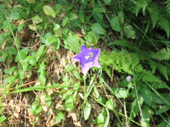Campanula herminii, photograph (c) Juan C. Espinosa, some rights reserved (CC BY)