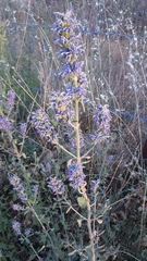 Nepeta curviflora