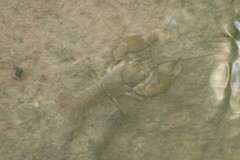 Cambarus longulus
