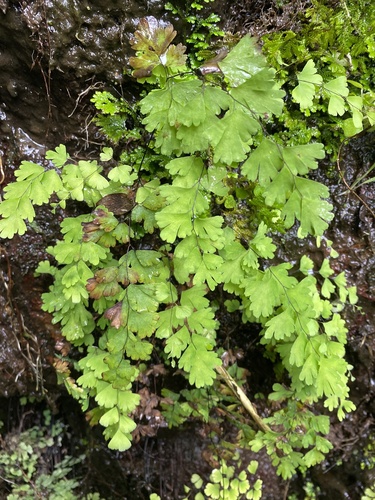 Adiantum capillus-veneris, 2024-07-25