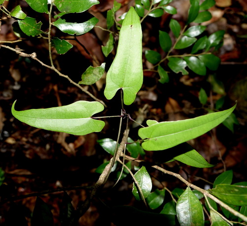 Dioscorea seriflora