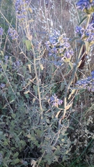 Nepeta curviflora