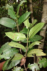 Chapelieria madagascariensis image