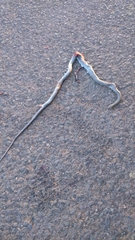 Dolichophis jugularis