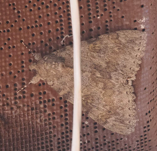 Joined Underwing Moth photo 5