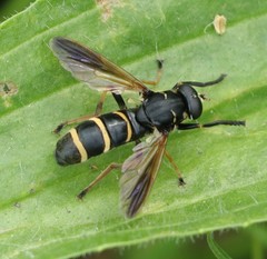 Temnostoma bombylans