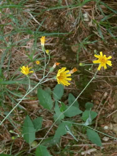 Diaphanous Hawkweed (Hieracium diaphanoides)