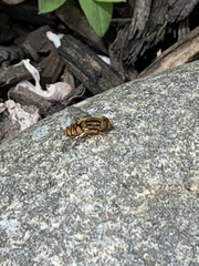 Parhelophilus integer