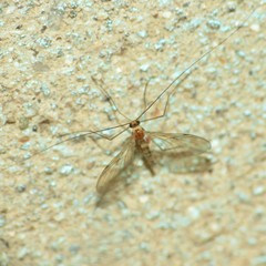 Macrocera