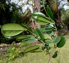 Image of Cassipourea gummiflua