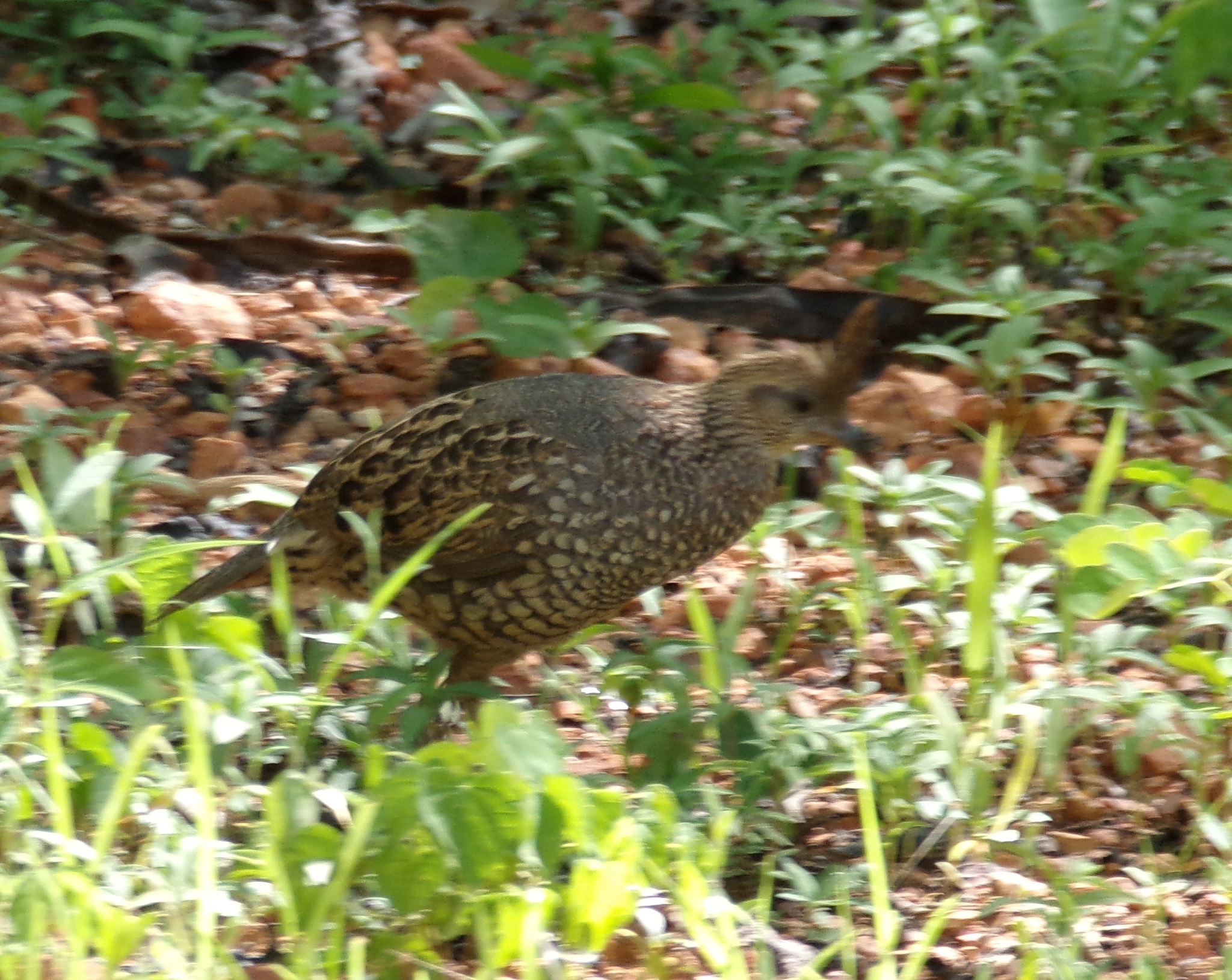 Elegant Quail (Callipepla douglasii), photo 10