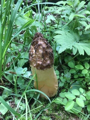 Morchellaceae