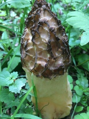 Morchellaceae