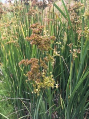 Juncus xiphioides