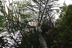 Dypsis hovomantsina