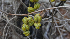 Dioscorea ovinala